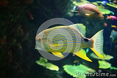 Angel fish