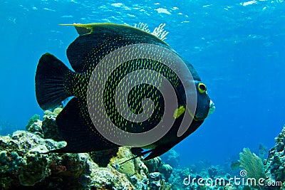 Angel fish