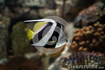 Angel fish