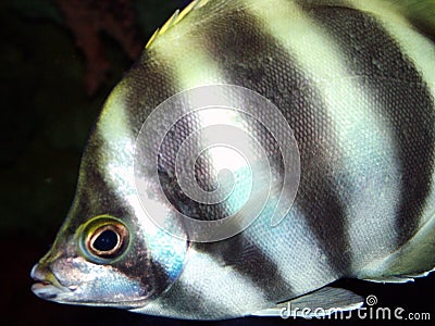 Angel Fish