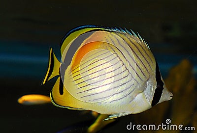 Angel fish