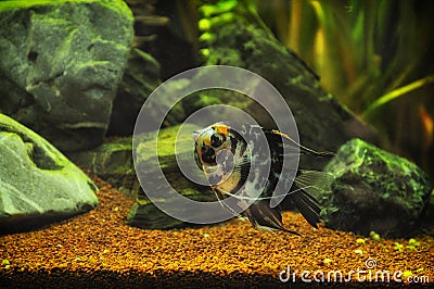 Angel fish in home aquarium