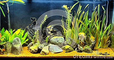 Angel fish in home aquarium