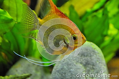 Angel fish in home aquarium