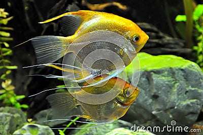 Angel fish in home aquarium