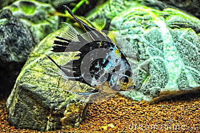 Angel fish in home aquarium