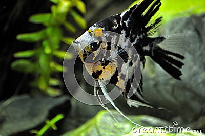 Angel fish in home aquarium