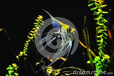 Angel fish in home aquarium