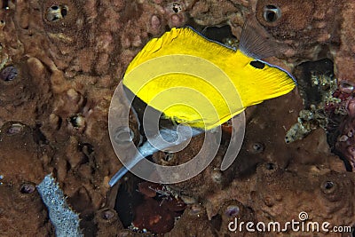 Angel fish looking at you