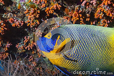 Angel fish portrait