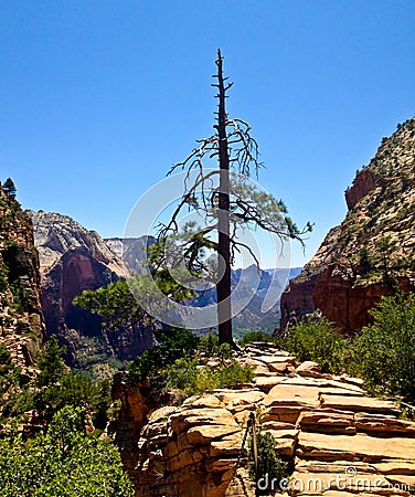 Angels landing tree