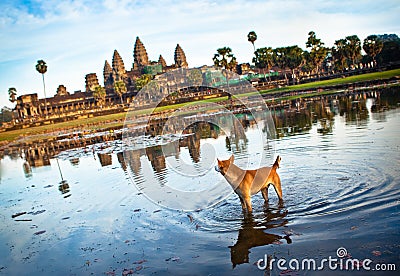 Angkor Wat with Dog