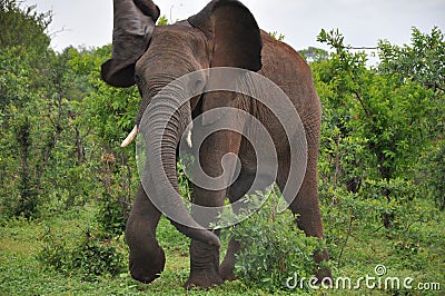 Angry African Elephant charging
