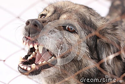 Angry barking dog in a steel cage