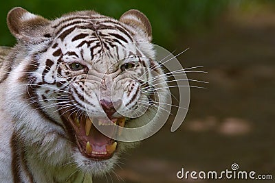 Angry Bengal Tiger