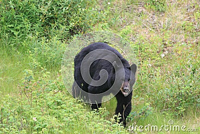 Angry Black Bear