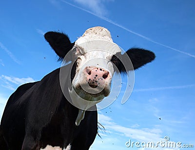 Angry black cow