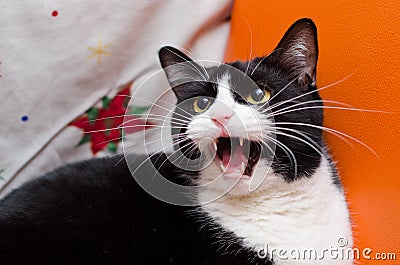 Angry black and white cat