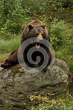 Angry brown bear sitting on a rock in the forest