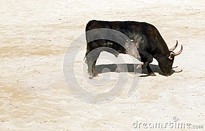 Angry Bull Shoving Sand