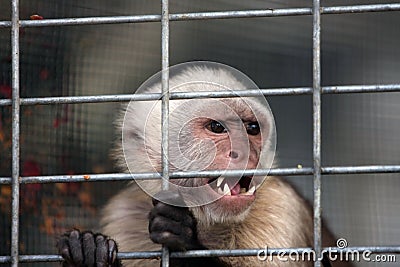 Angry Capuchin Monkey