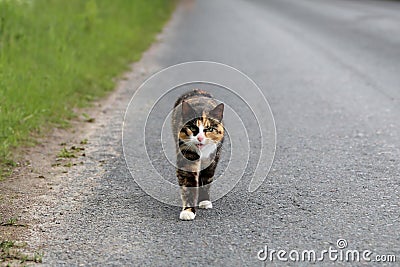 Angry Cat Keeps a Watch on the Road