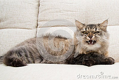 An angry cat lying on sofa