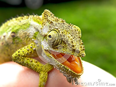 Angry Chameleon