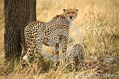 Angry cheetah with cubs