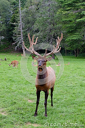 The Angry Elk