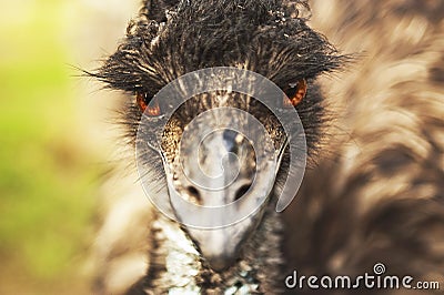 Angry emu