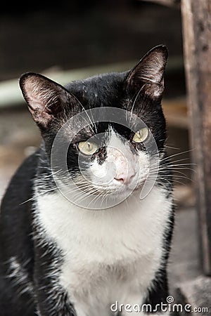 Angry face of black and white cat