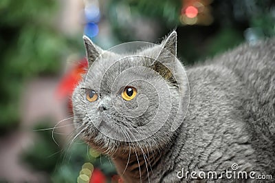 Angry gray cat British