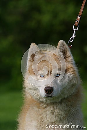 Angry Husky dog portrait