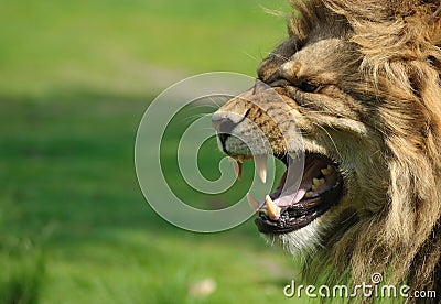 Angry lion