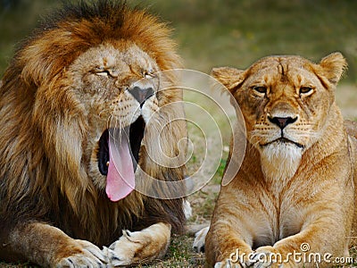 Angry lion couple
