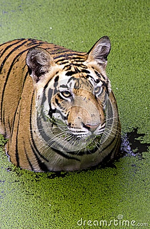 Angry look of a Royal bengal Tiger