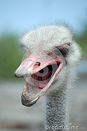 Angry ostrich head with a dirty open beak