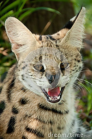 Angry Serval Cat South Africa