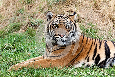 Angry Sumatran Tiger Lying in the Grass
