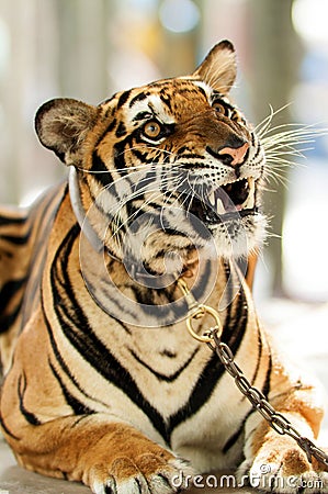 Angry tiger