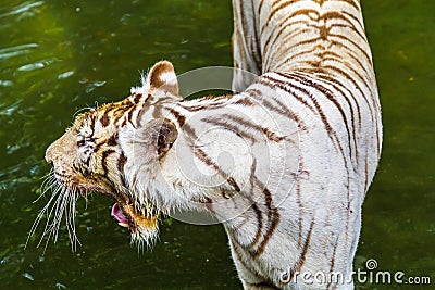 Angry Tiger in zoo at samutprakan