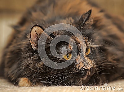 Angry tortoiseshell cat portrait
