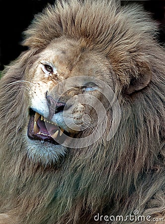 Angry white male lion