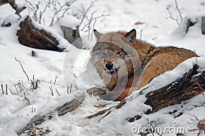 Angry wolf in Black forest Germany