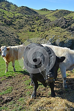 Angus bull and Friesian catlle eating Lucerne on New Zealand Far