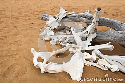 Animal bones in desert