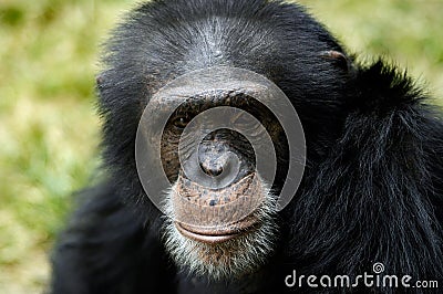 Animal - Chimpanzee (Pan Troglodyte)