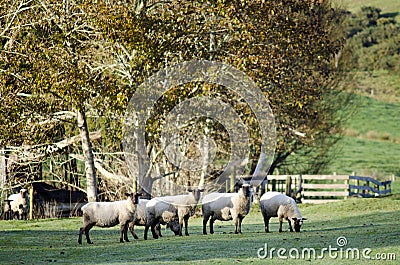 Animal Farm - Black Sheep