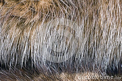 Animal fur background